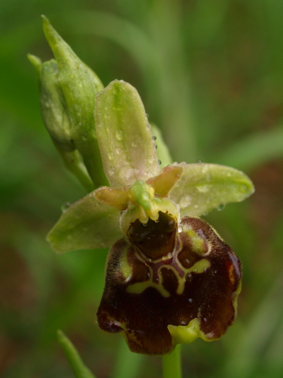 Ophrys untchjii